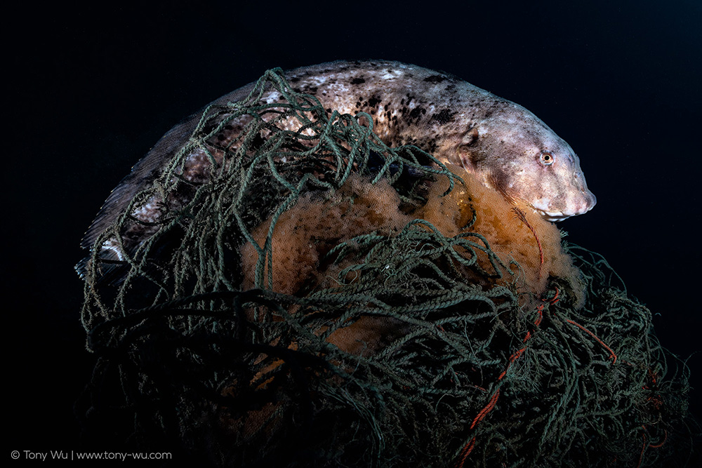 Liparis tanakae snailfish Liparis tanakae snailfish
